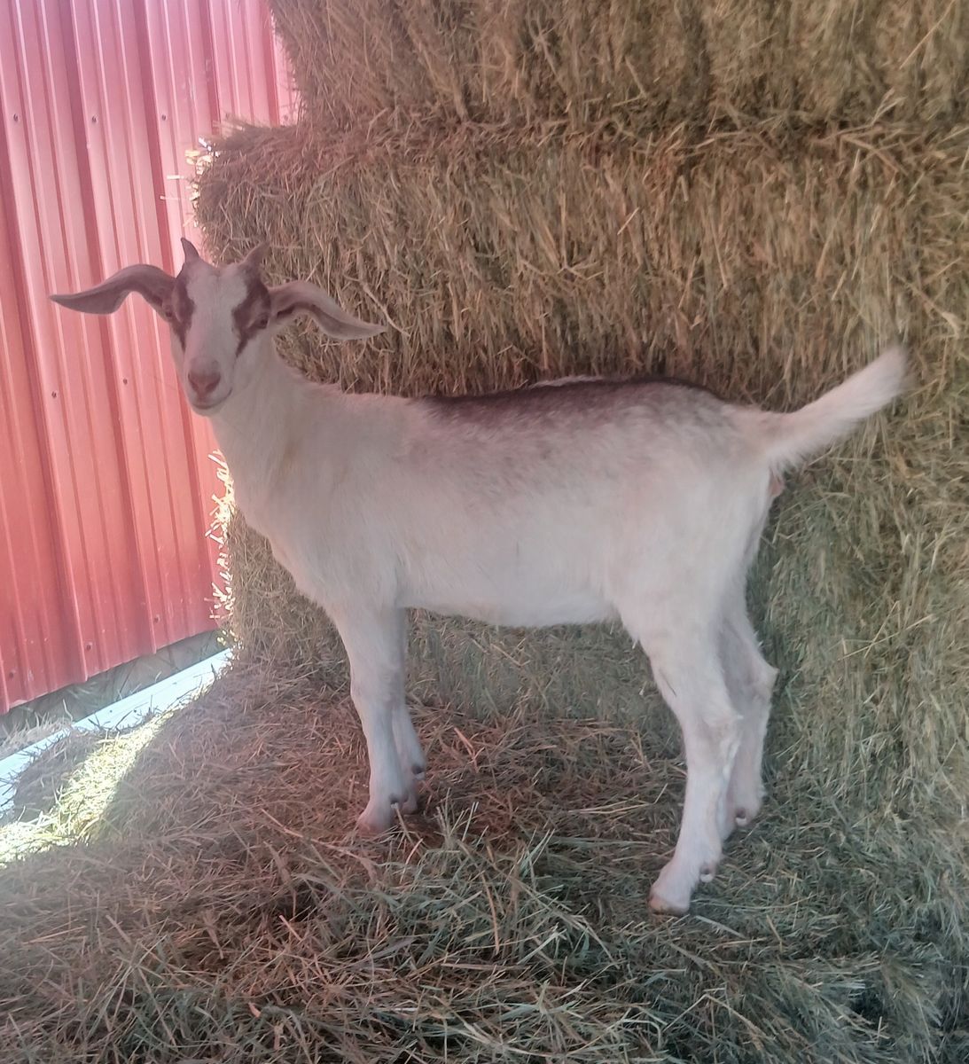 7 goats young 3 months old