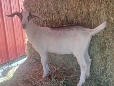 7 goats young 3 months old