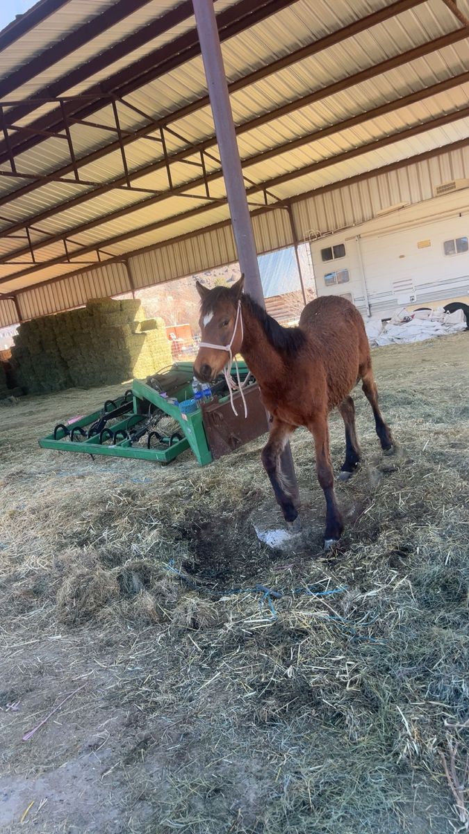 8 month filly for sale