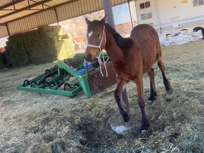 8 month filly for sale