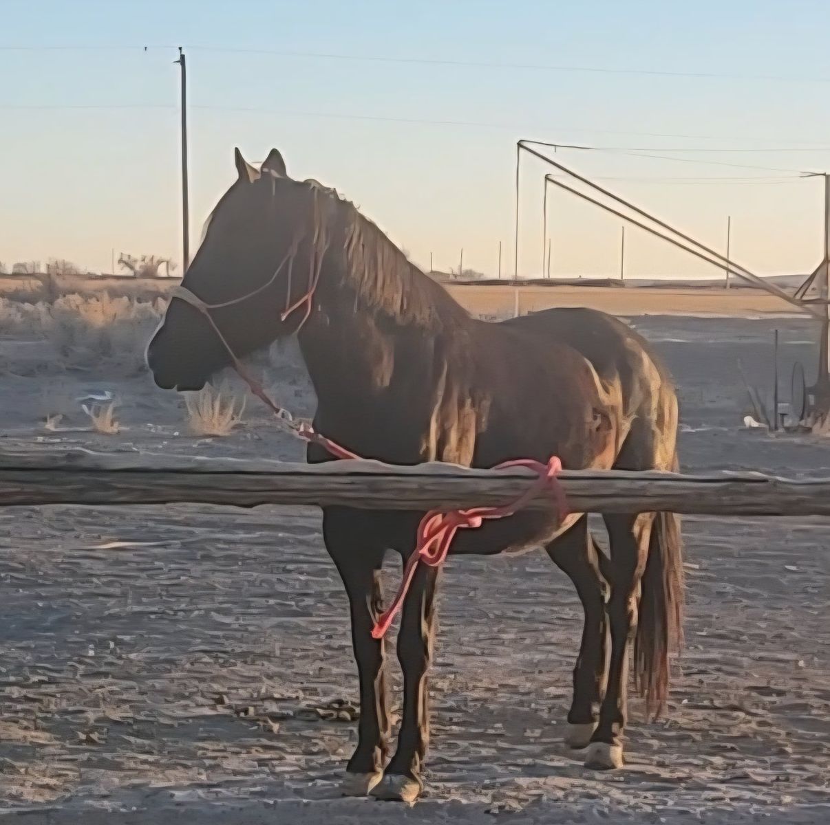 Seal black beautiful  blm mustang  mare