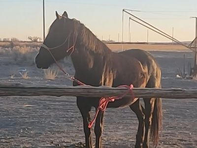 Seal black beautiful blm mustang mare