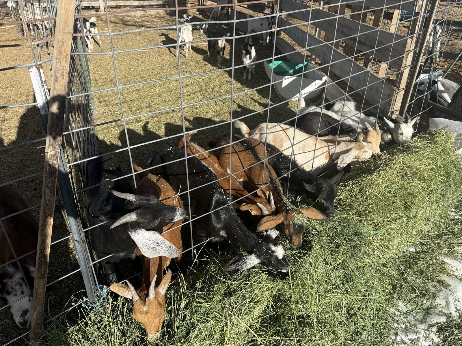 18 young wethers for sale 