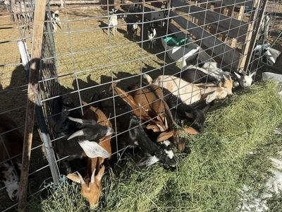 18 young wethers for sale