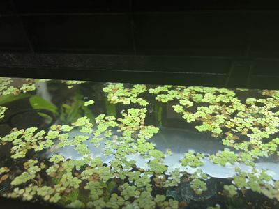 Fresh Aquarium Plant salvinia