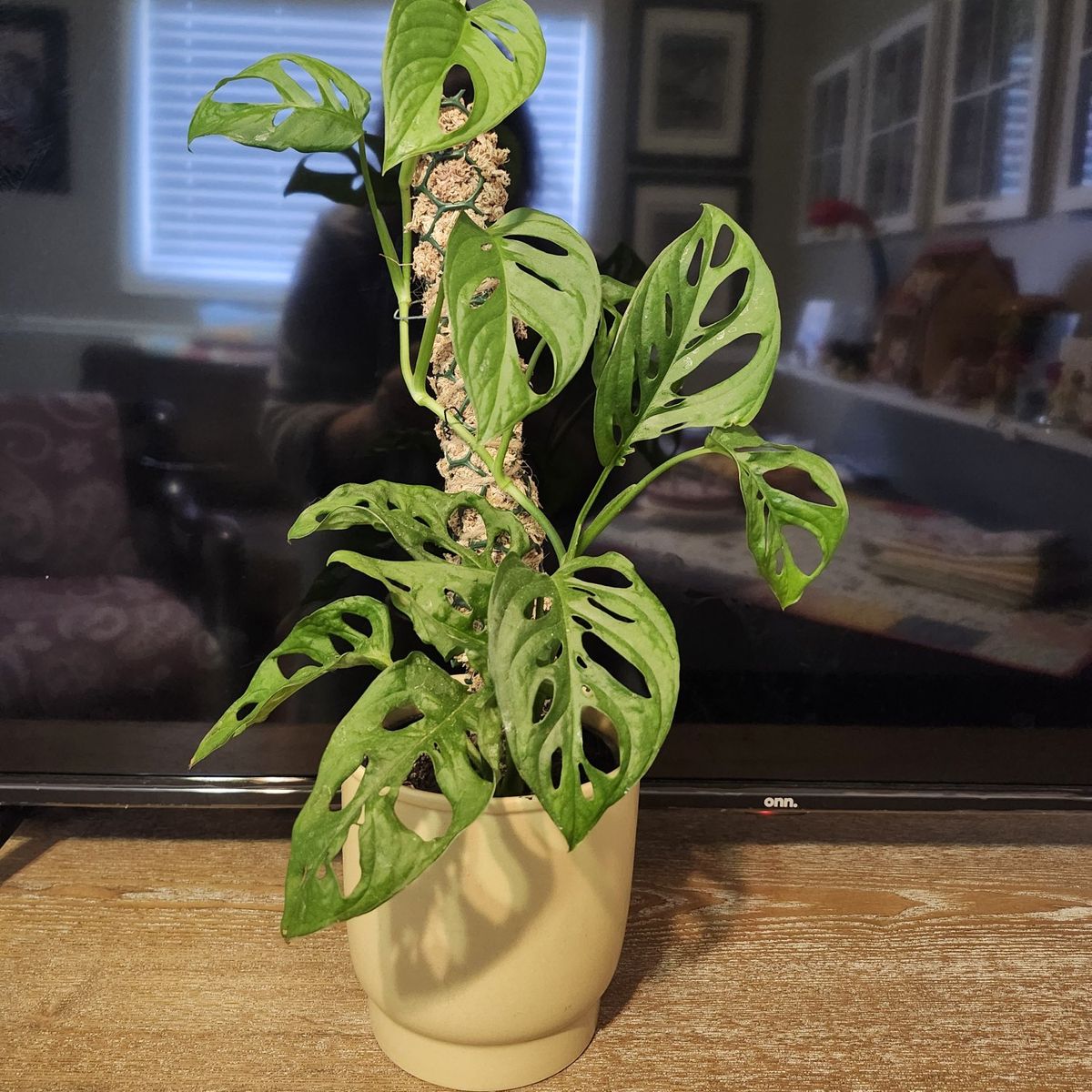 Swiss Cheese Monstera “Harlow”  Thriving & Lush
