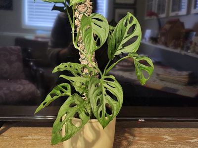 Swiss Cheese Monstera “Harlow” Thriving & Lush