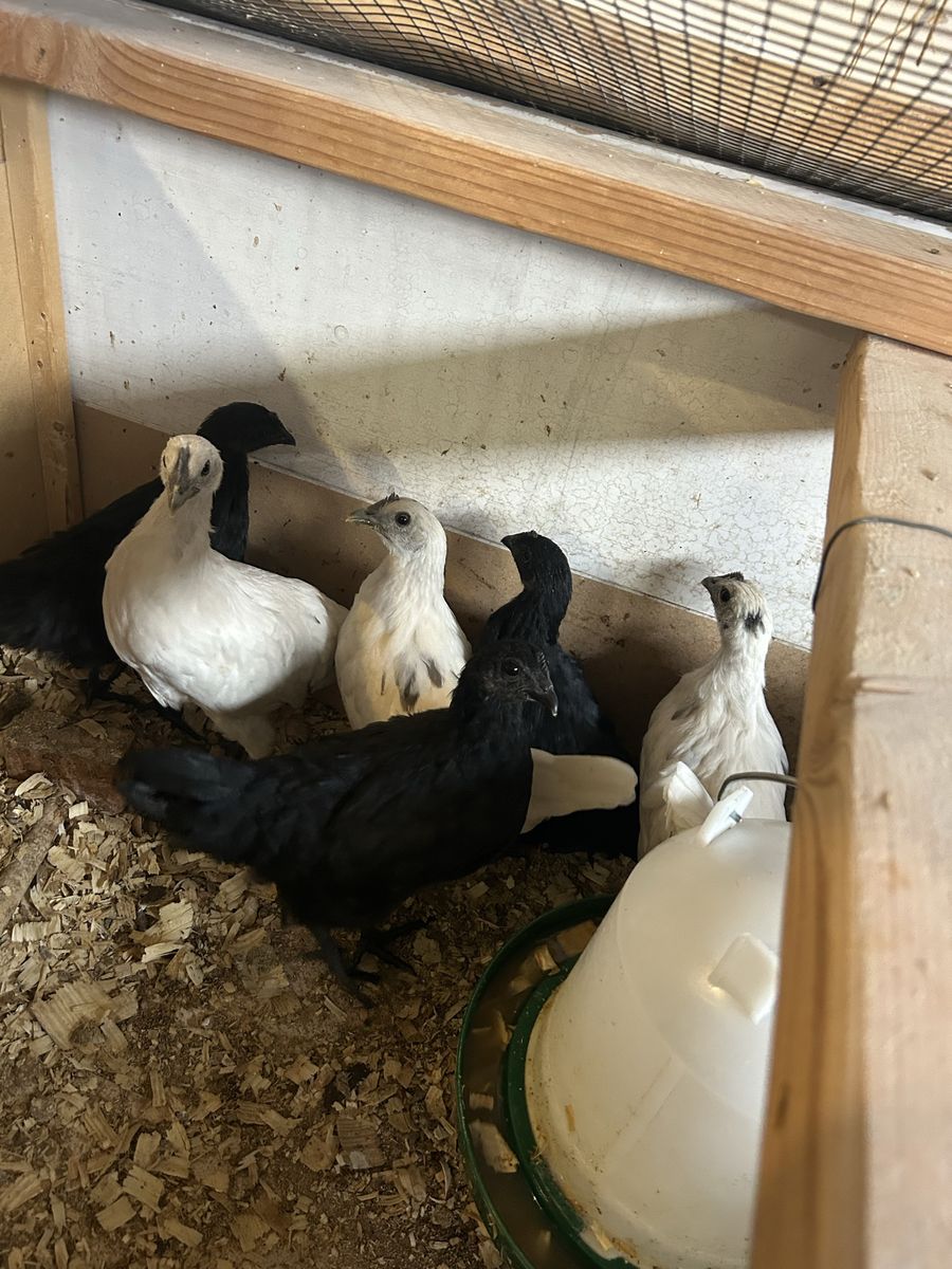 zombie pullets and chicks available