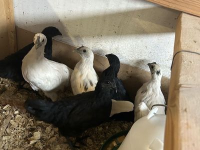 zombie pullets and chicks available