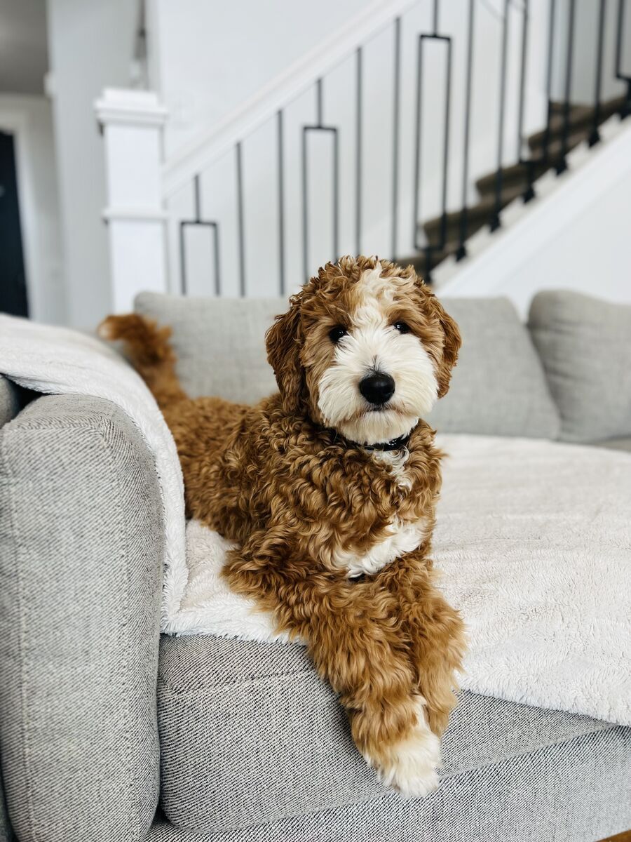Knox - 20Lb. -/- 30.7% GR Tuxedo Multigen Toy/Mini Goldendoodle Stud