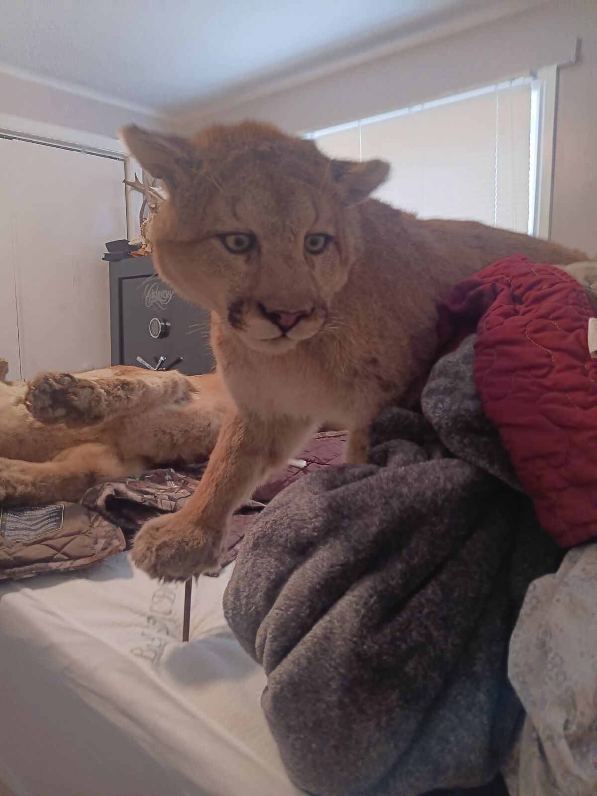 Beautiful taxidermy mounts