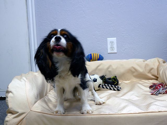 Cavalier King Charles AKC female