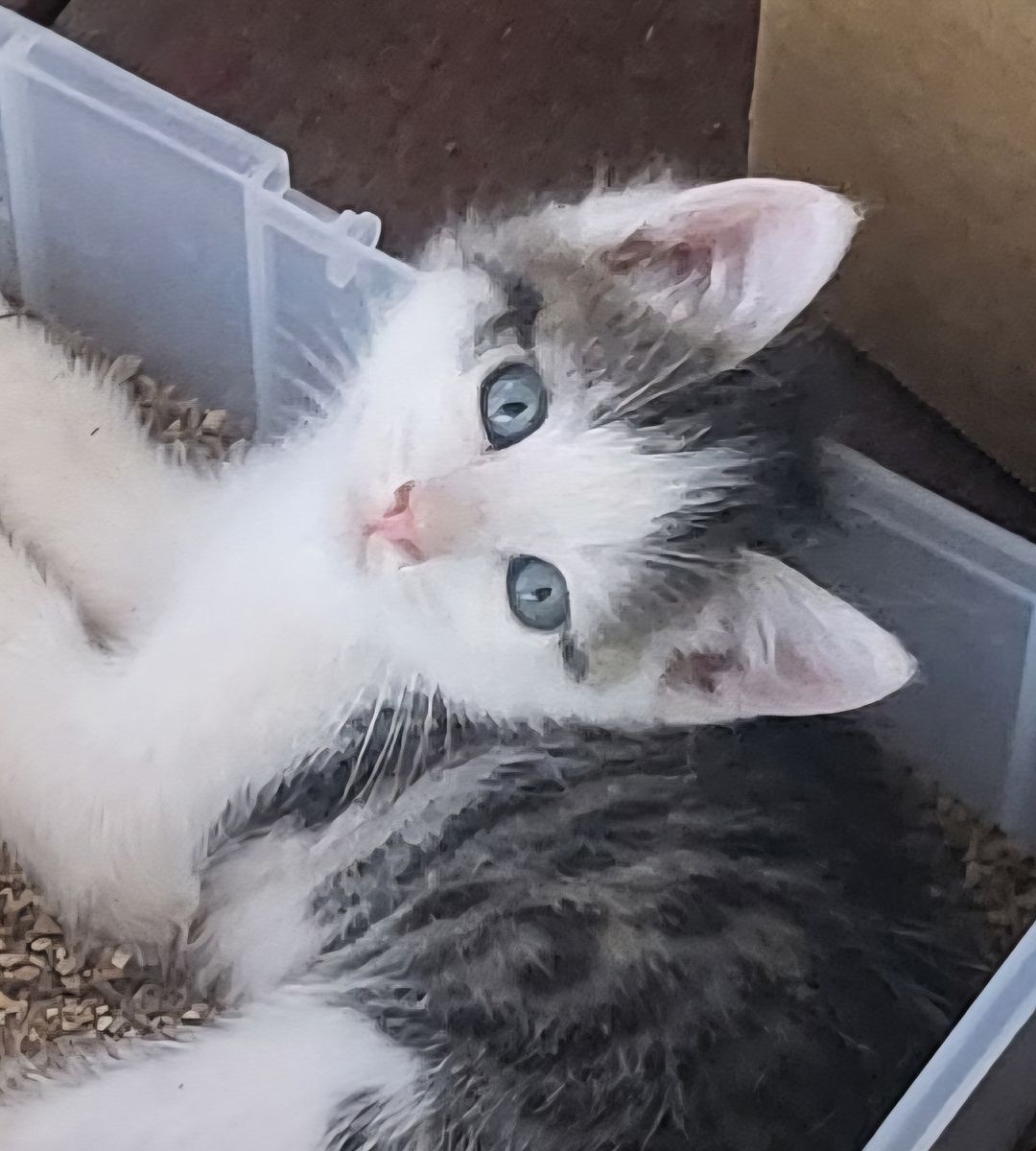 Polka-dot Kittens