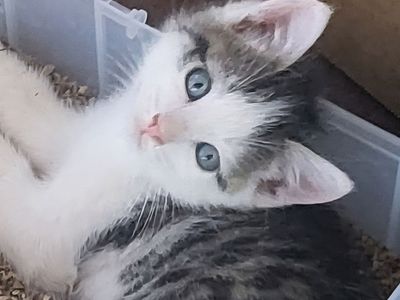 Polka-dot Kittens