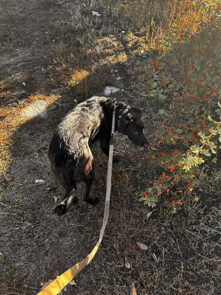 Toby! A Black Lab and Border Collie mix
