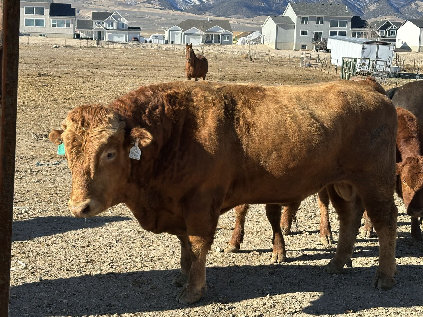 25 cows, heifers, yearling calves and a steer for sale