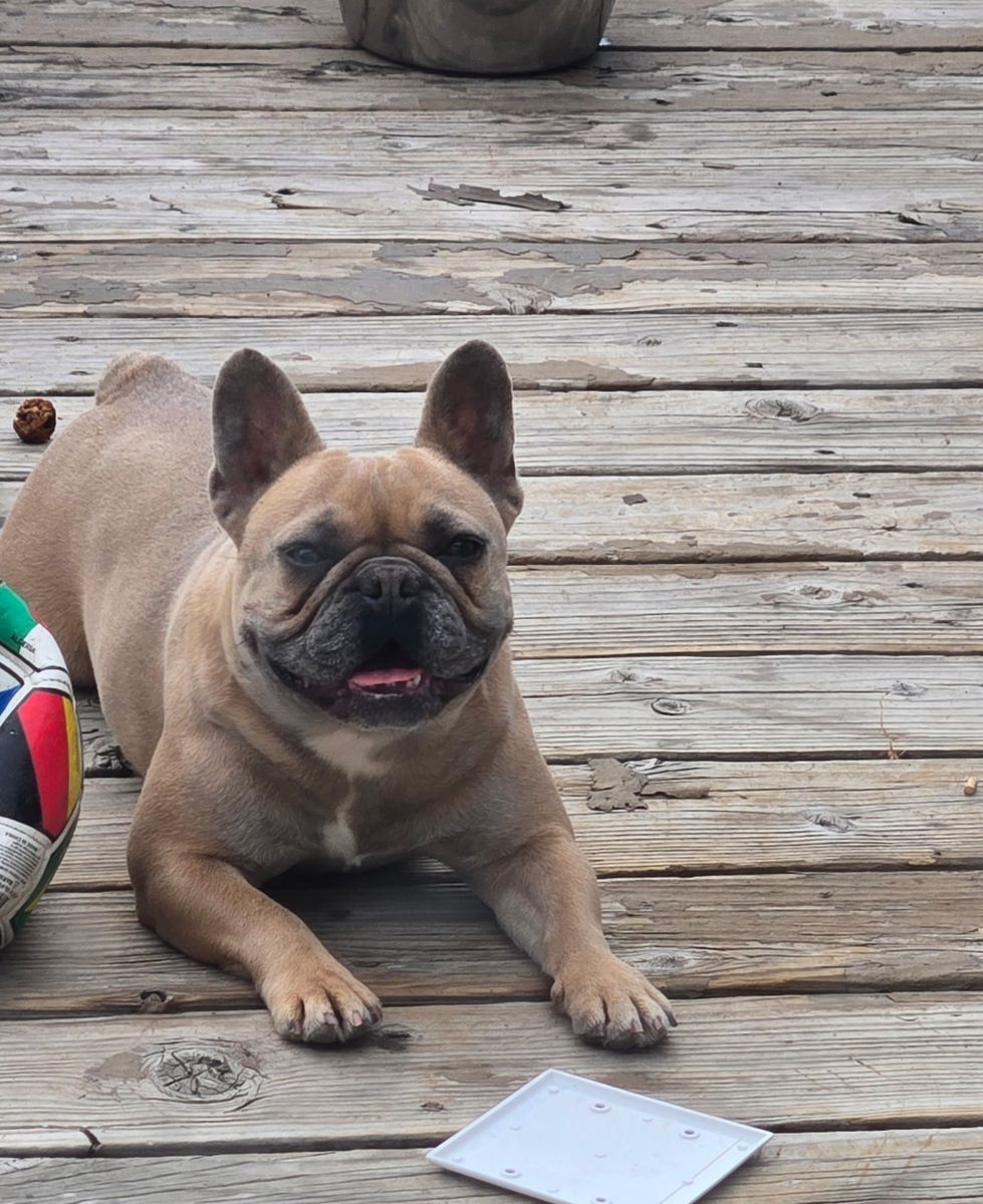 French Bulldog Puppy for Sale - Adorable Fawn Female