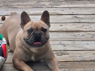 French Bulldog Puppy for Sale - Adorable Fawn Female
