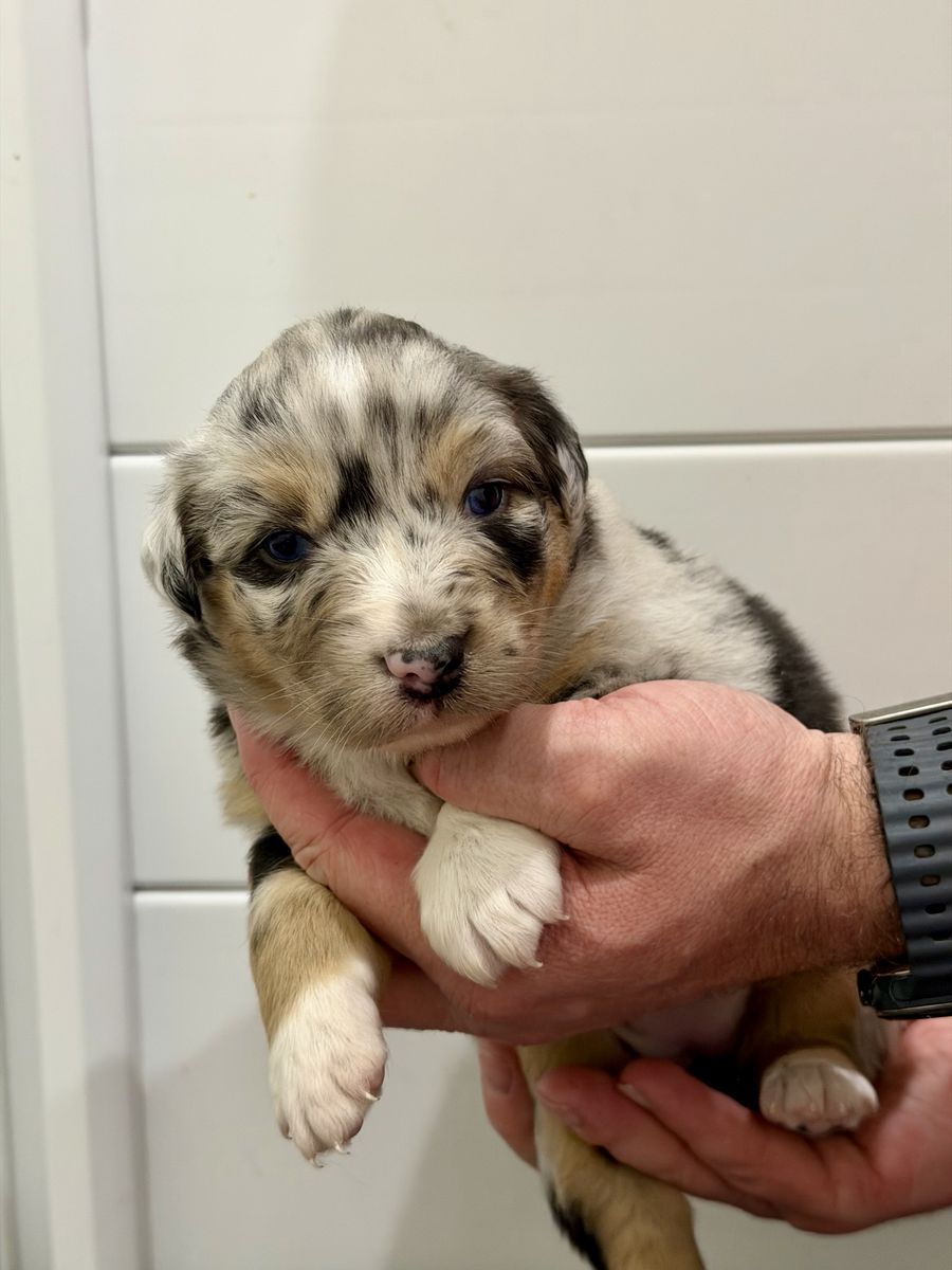 Akc Australian Shepherd Puppies