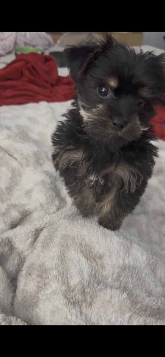 Yorkshire Terrier teacup/pocket Puppy
