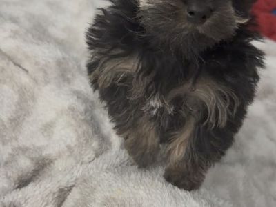 Yorkshire Terrier teacup/pocket Puppy