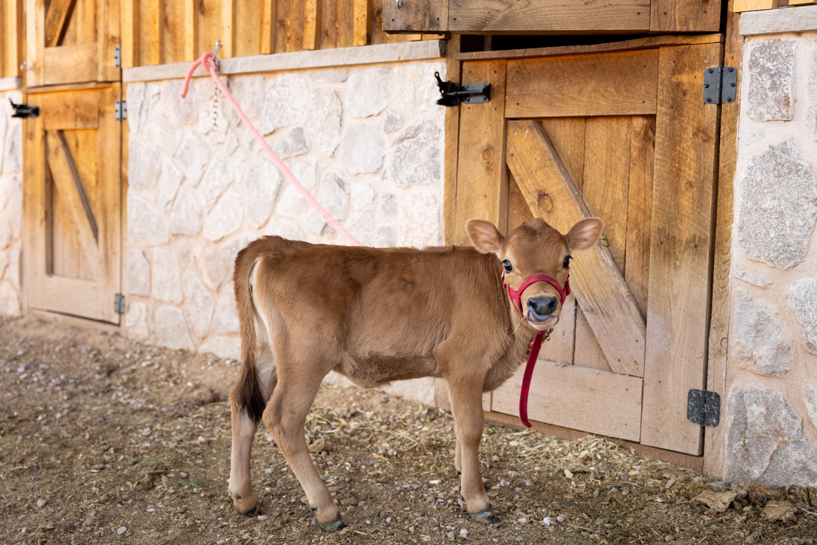 MINI JERSEY HEIFER CALF FOR SALE – "PICKLES"