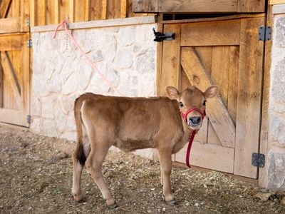 MINI JERSEY HEIFER CALF FOR SALE – "PICKLES"