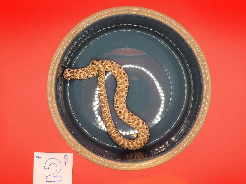 Western Hognose #2
