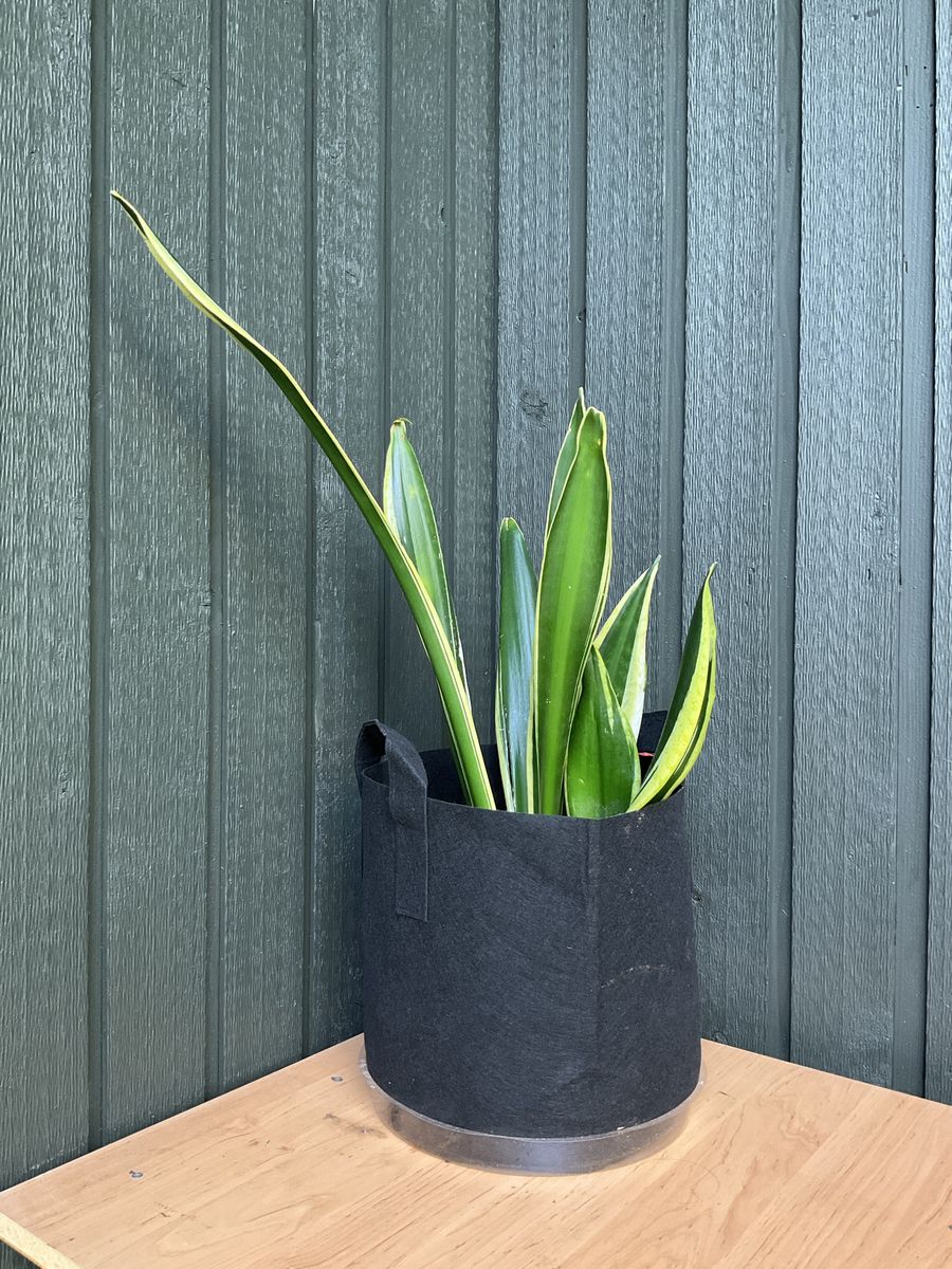 Live Snake Plants, Indoor green Plants $15-$20 house plants