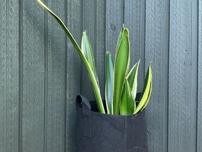 Live Snake Plants, Indoor green Plants $15-$20 house plants
