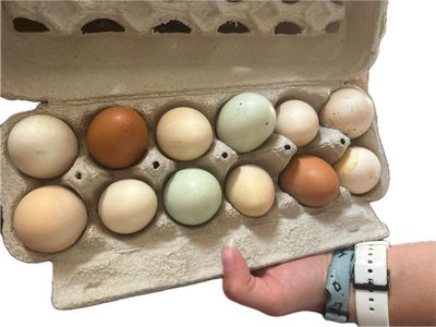 Fresh Eggs