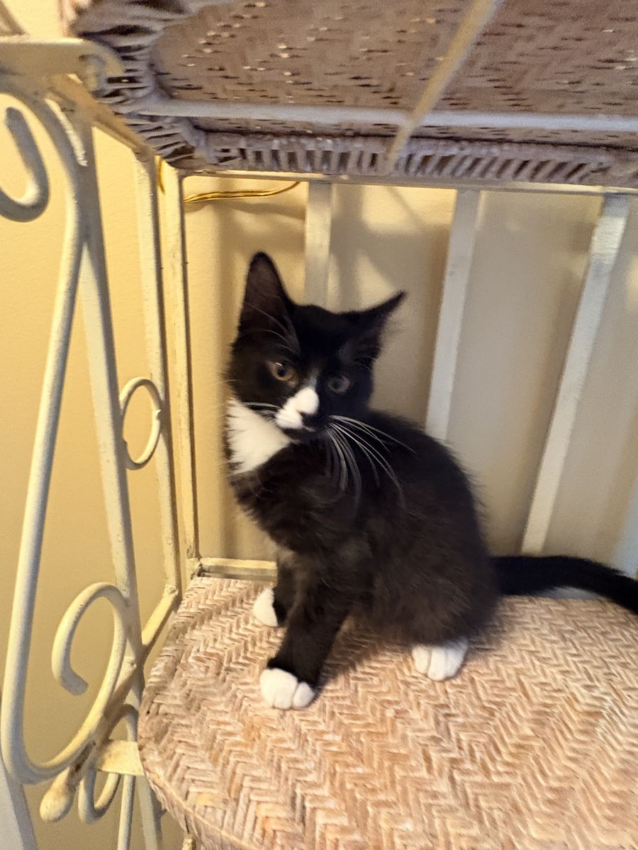Darling sweet  Black & White KITTEN 12 weeks