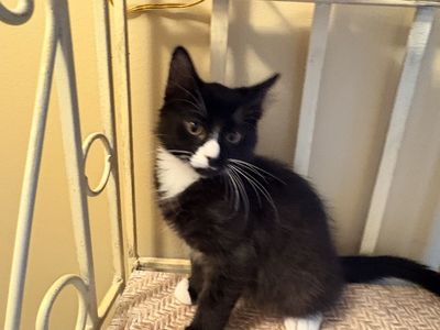 Darling sweet Black & White KITTEN 12 weeks