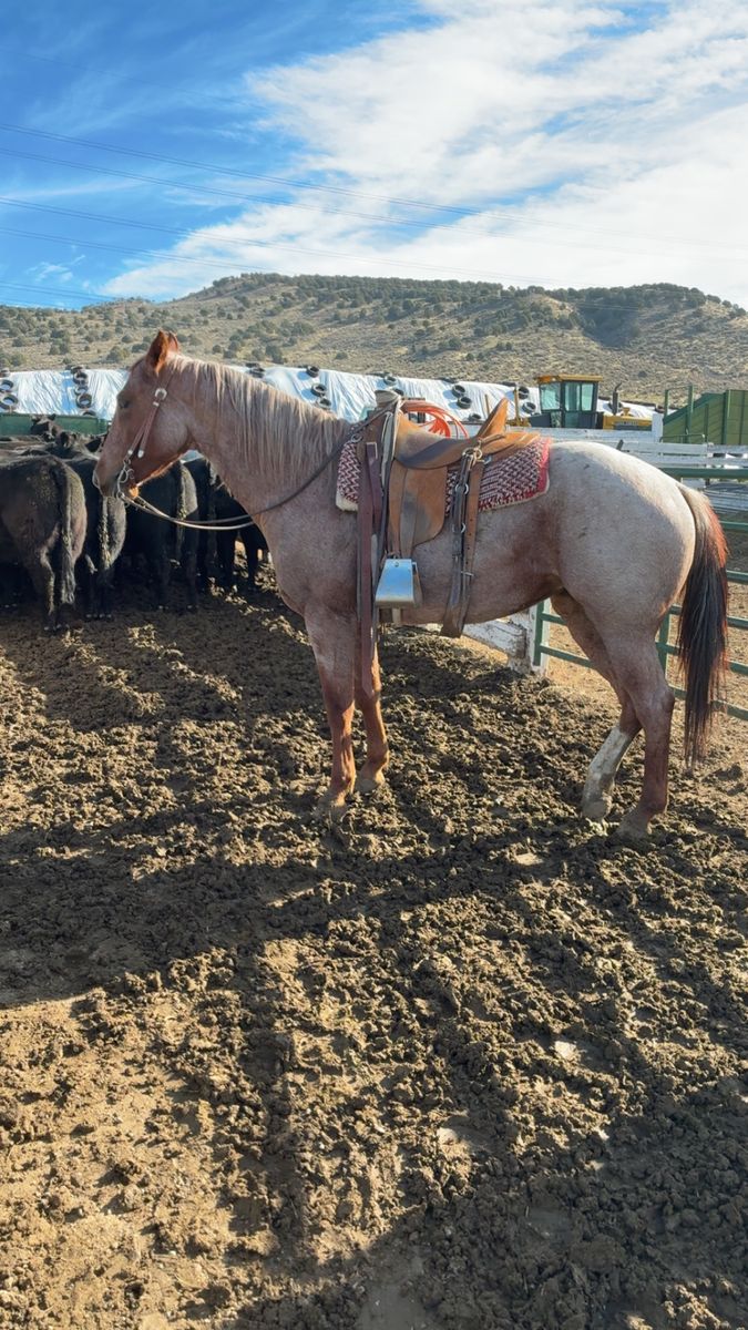 5yr old Red roan mare