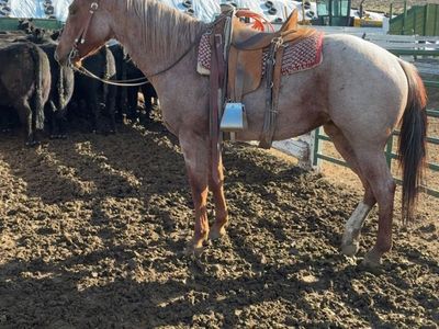 5yr old Red roan mare