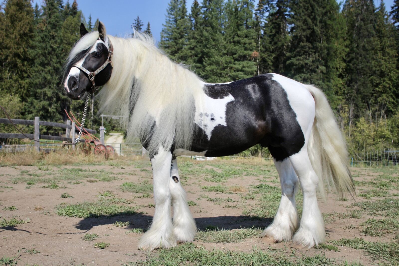 Gypsy Vanner For Stud Service! Open To Cross's!