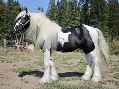 Gypsy Vanner For Stud Service! Open To Cross's!