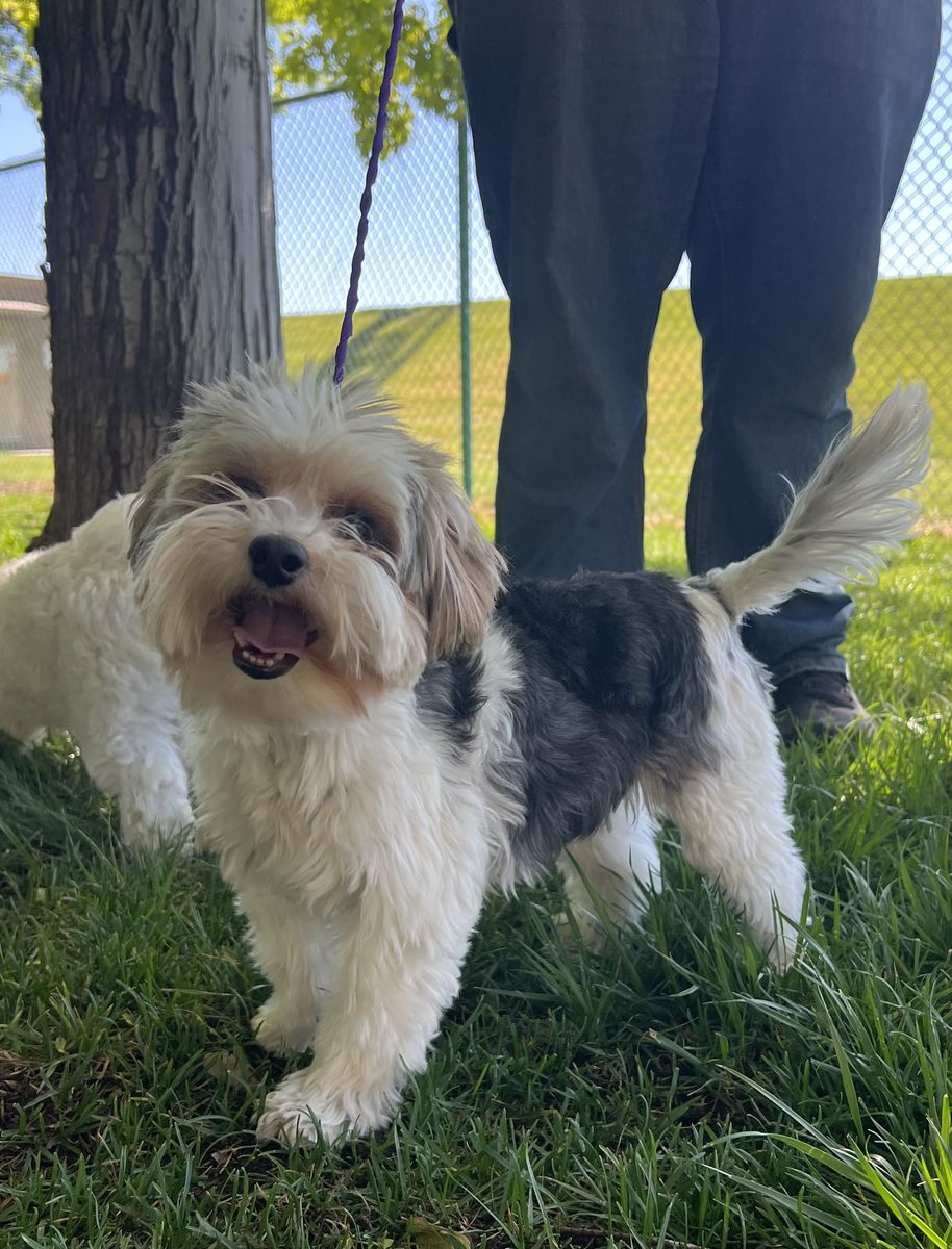 Parti Yorkie 2 year old Female