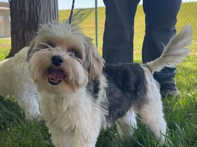 Parti Yorkie 2 year old Female