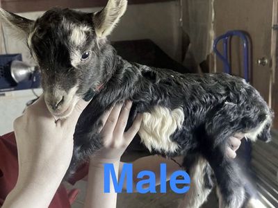 Purebred Alpine Bottle Babies