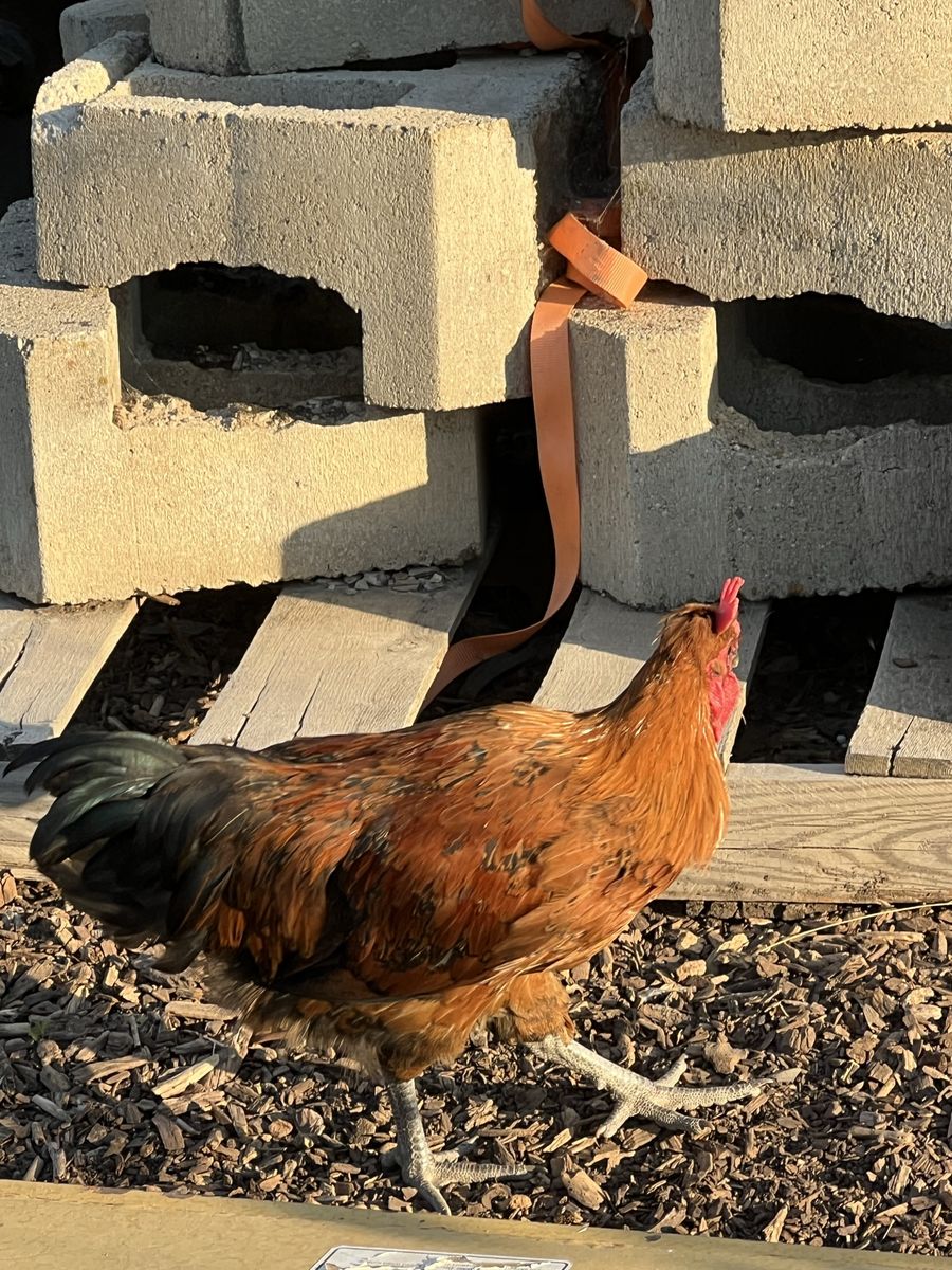 Roosters