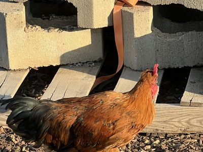 Roosters