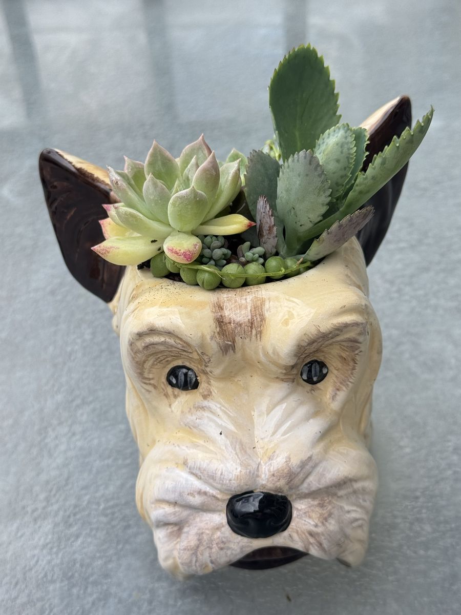 Real succulents in dog planter