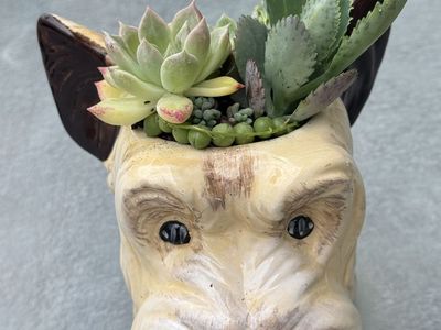 Real succulents in dog planter