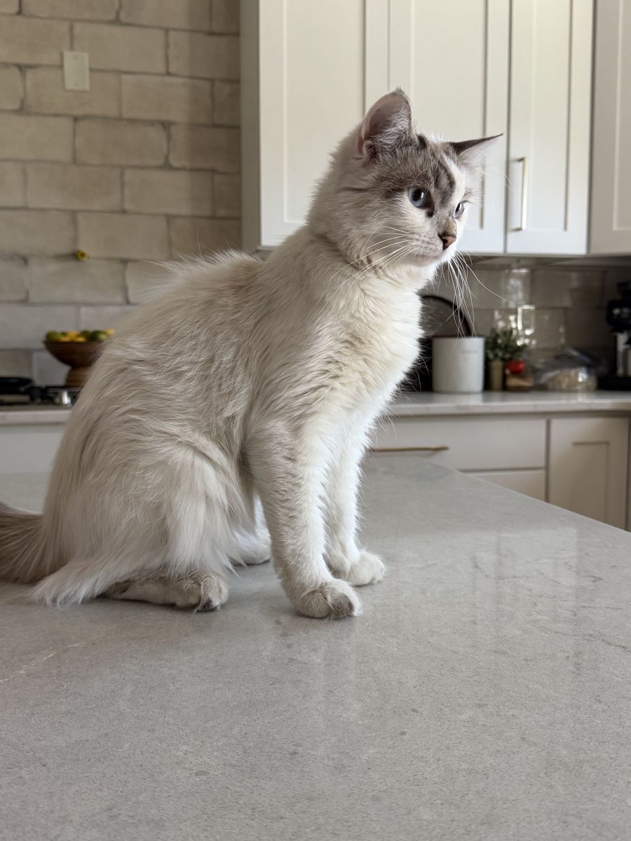 Fluffy Ragdoll Kitten with Blue Eyes