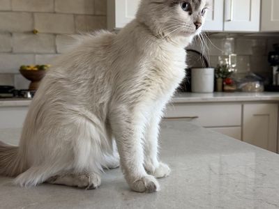 Fluffy Ragdoll Kitten with Blue Eyes