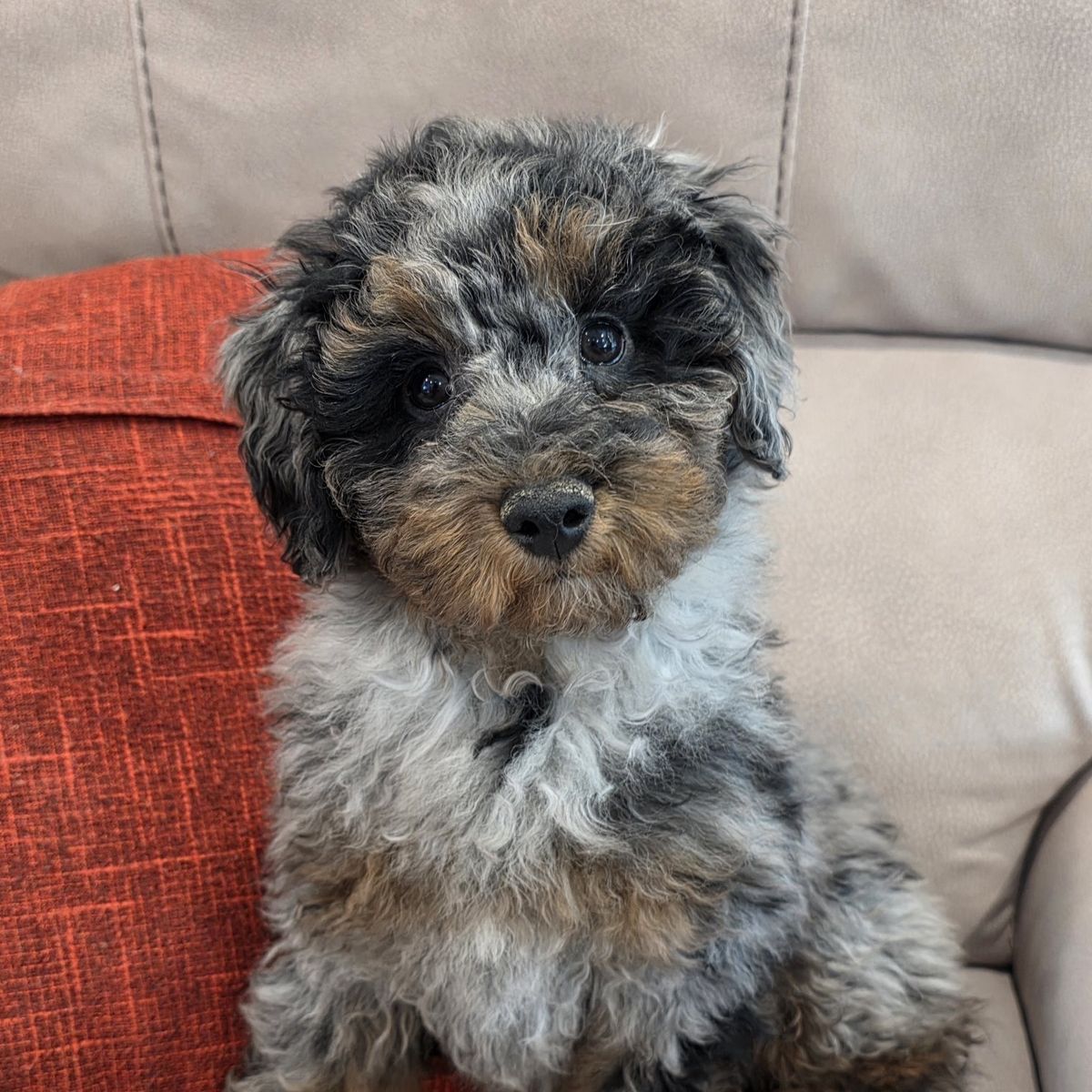 AKC Male Mini/Toy Poodle: Doodle. Bernedoodle