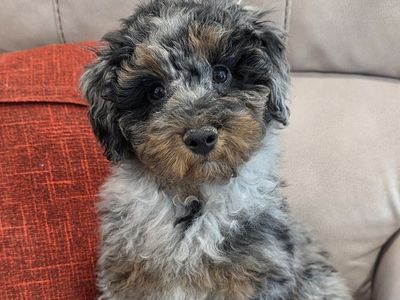 AKC Male Mini/Toy Poodle: Doodle. Bernedoodle