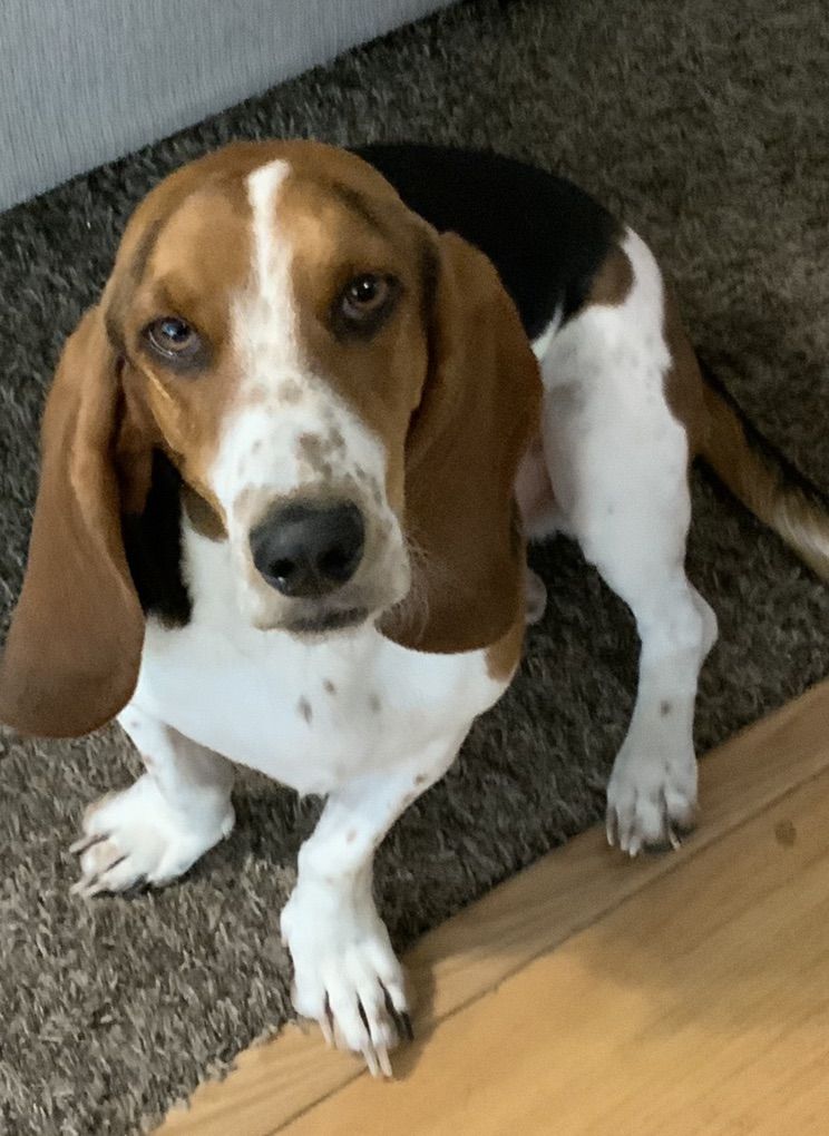 3 Yo Basset Hound Mix With Beagle