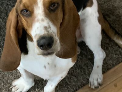 3 Yo Basset Hound Mix With Beagle